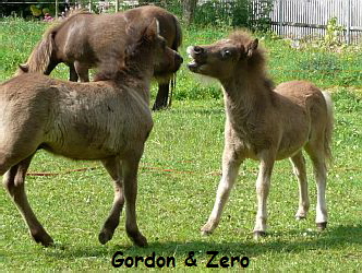 Gordon & Zero