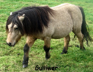 Gulliwer1013