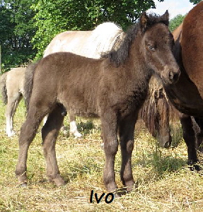 Ivo05214