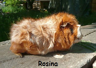 Rosina
