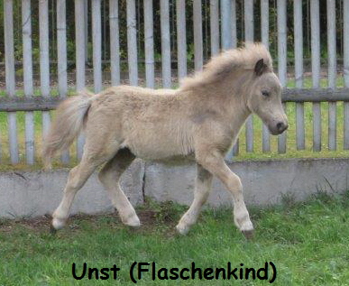 Unst_Mausebär (1)1