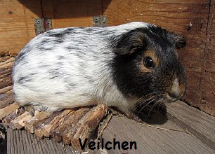 Veilchen2012(1)
